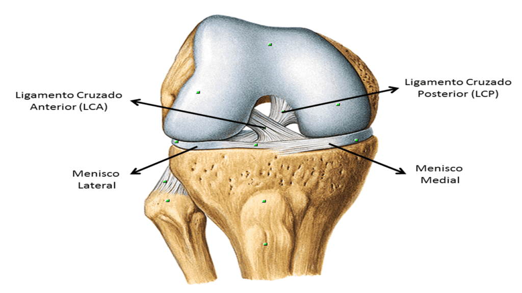 Anatomia do ligamento